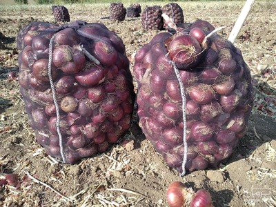 فروش پیاز قرمز