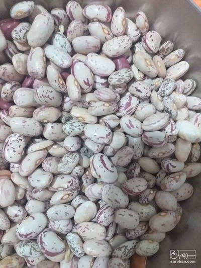 فروش لوبیا چیتی