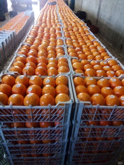 فروش پرتقال تامسون