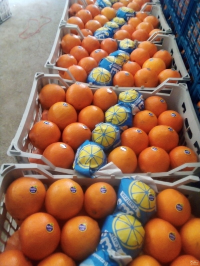 فروش پرتقال تامسون