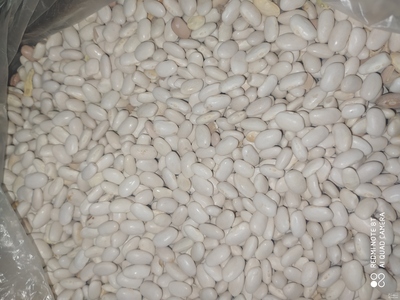 فروش لوبیا سفید