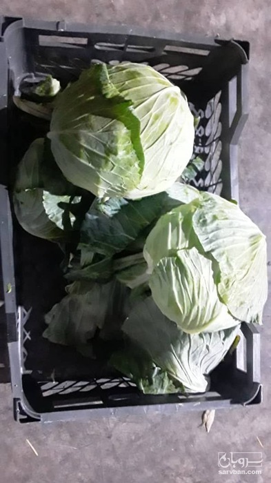 فروش کلم برگ