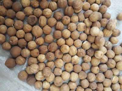 فروش لیمو خشک