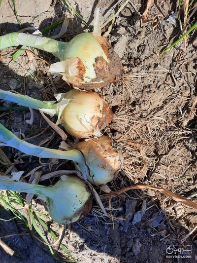 فروش پیاز درجه یک و صادراتی