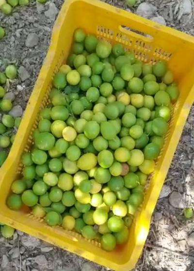 فروش لیموترش