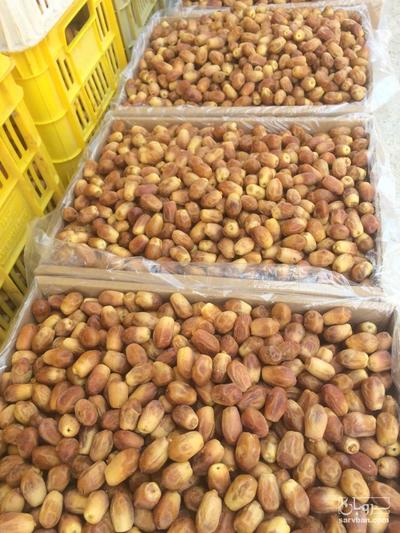 فروش خرما زاهدی(قصبک)