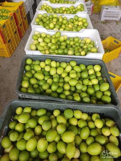 فروش لیموترش