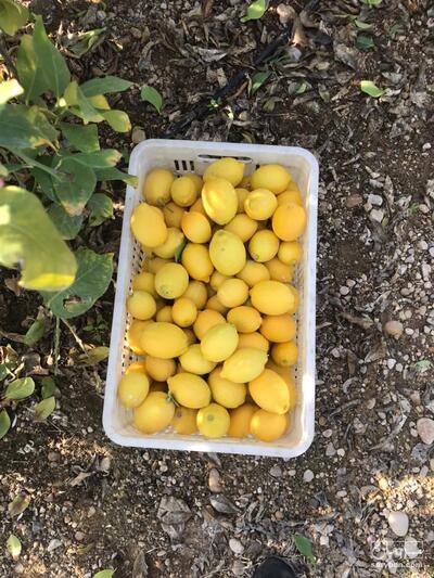 فروش [object Object]