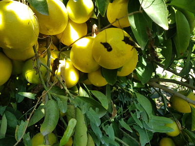 فروش لیمو شیرین