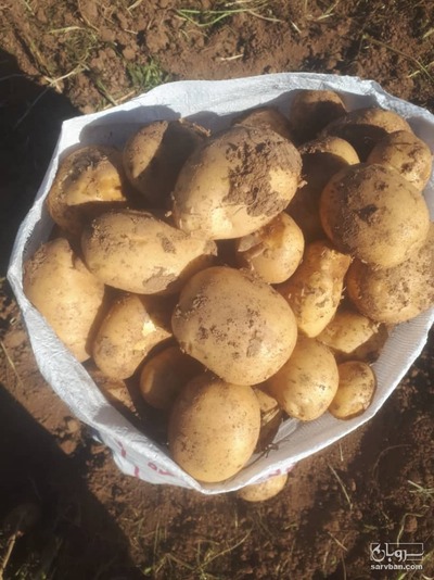 فروش سیب زمینی