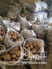 فروش سیب زمینی جیلی