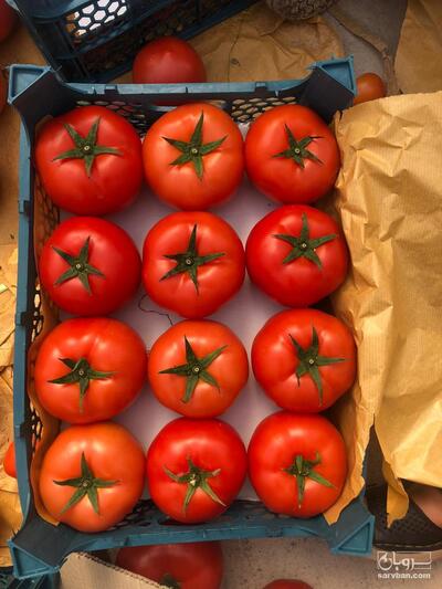 فروش گوجه فرنگی ساخیا