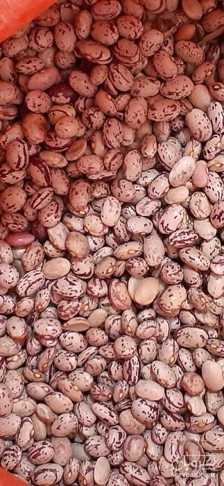 فروش لوبیا چیتی