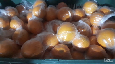 فروش پرتقال تامسون