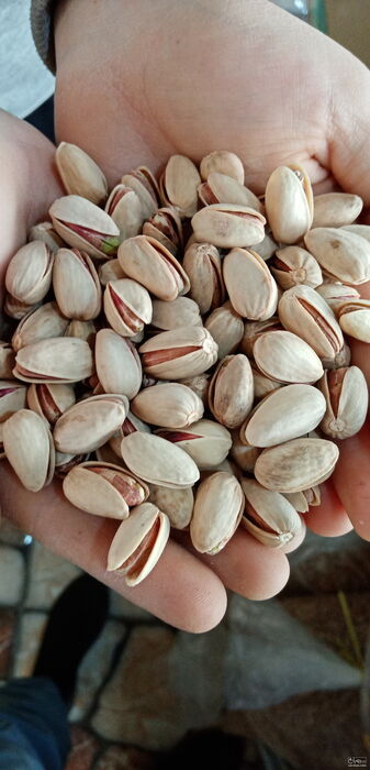 فروش پسته کله قوچی