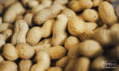 فروش بادام زمینی شور