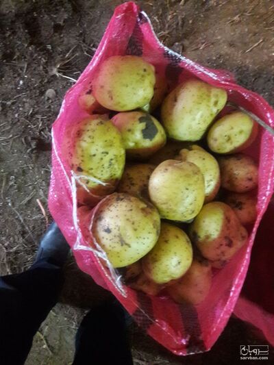 فروش سیب زمینی جلی