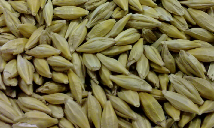 فروش جو بذری