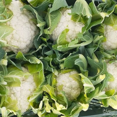 فروش گل کلم پی اس سیلوبلانکو