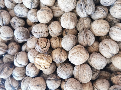 فروش گردو کاغذی