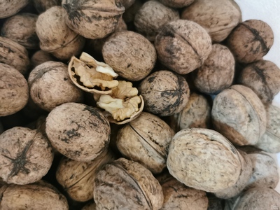 فروش گردو کاغذی