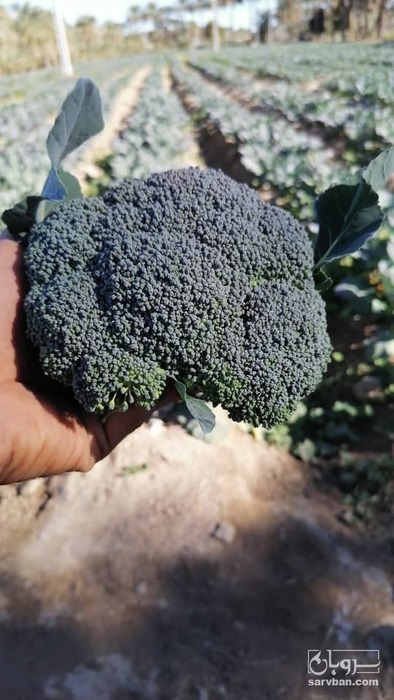 فروش کلم بروکلی