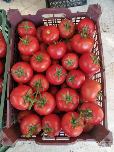 فروش گوجه فرنگی دافنیس