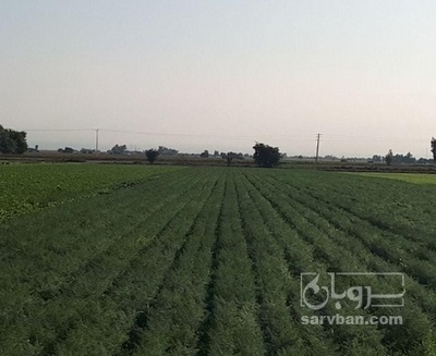 فروش شوید تازه هکتاری