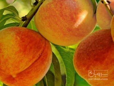 فروش هلو زعفرانی