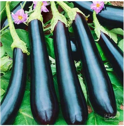 فروش بادمجان قلمی