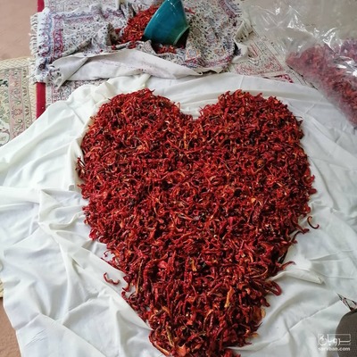 فروش  پاپریکا