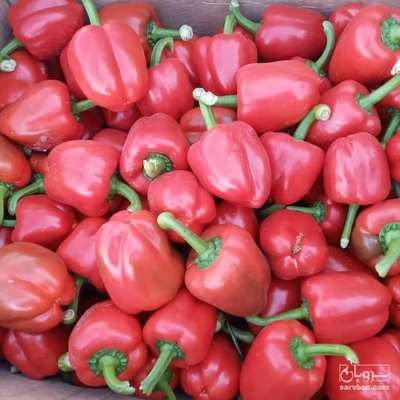خرید فلفل دلمه