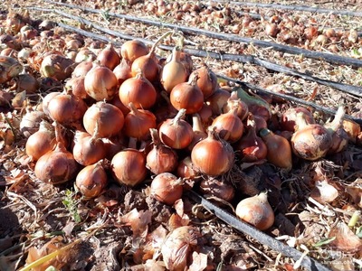 فروش بذر پیاز طلائی