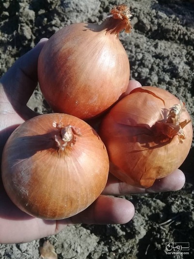 فروش  بذر پیاز طلاِیی