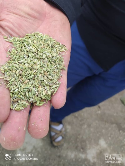 فروش رازیانه اعلا