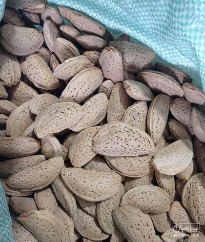 فروش بادام درختی
