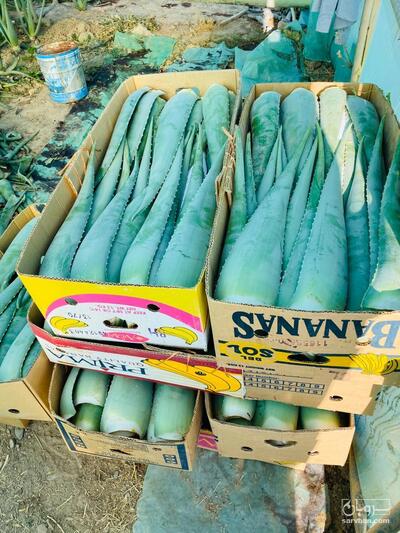 فروش آلوئه ورا