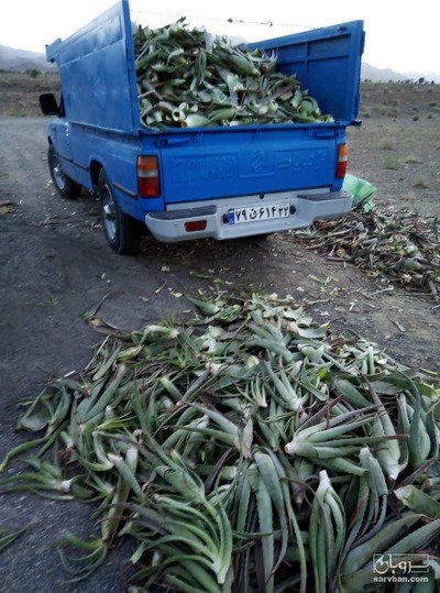 فروش آلوئه ورا