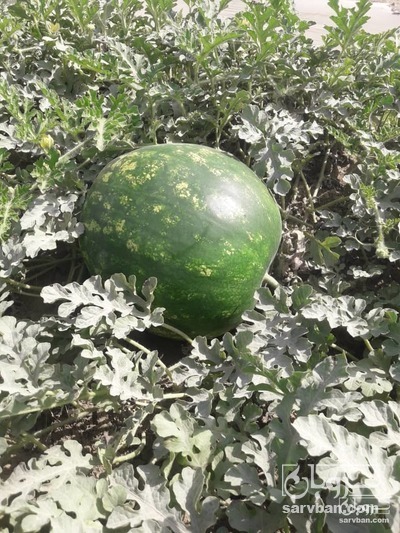 فروش هندوانه