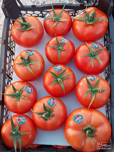 فروش گوجه فرنگی دافنیس