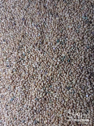فروش  بذر یونجه همدانی