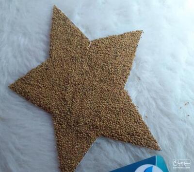 فروش  بذر یونجه همدانی 2