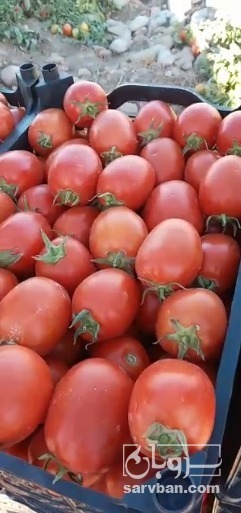 فروش گوجه فرنگی متین