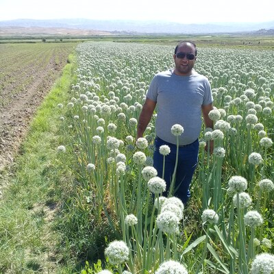 فروش بذرپیاز فلات طلایی