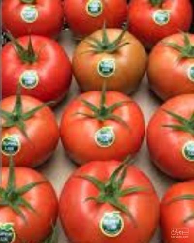 فروش گوجه فرنگی