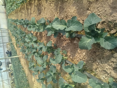 پیش فروش کلم بروکلی تاکسوس