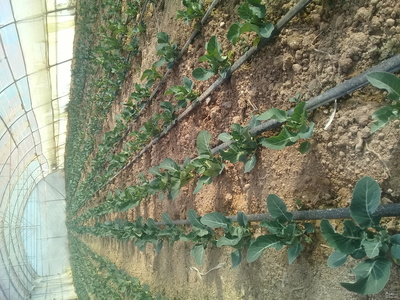 فروش کلم بروکلی