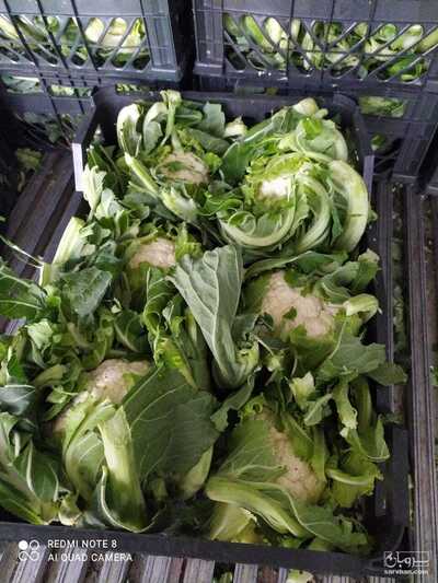 فروش گل کلم