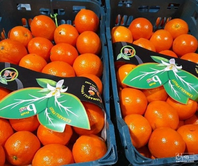 فروش پرتقال تامسون