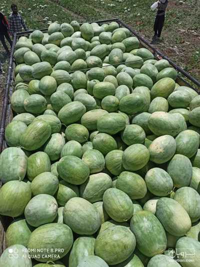 فروش هندوانه